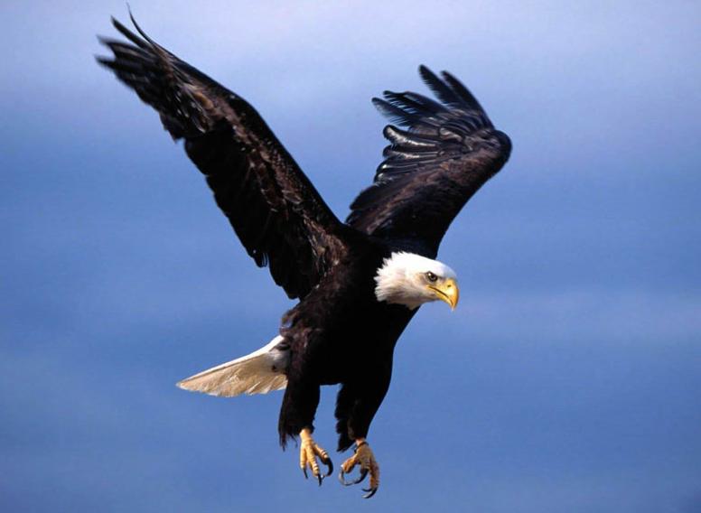 鹰的重生-董晓龙的设计师家园:【三亿数码】工