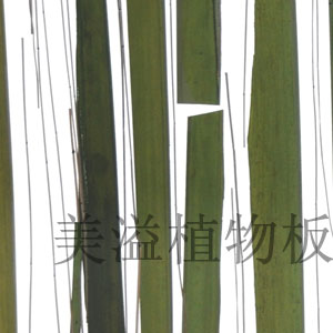 美溢植物透光板 美溢植物透光板